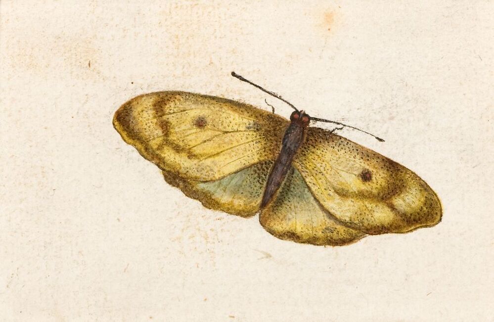Colias